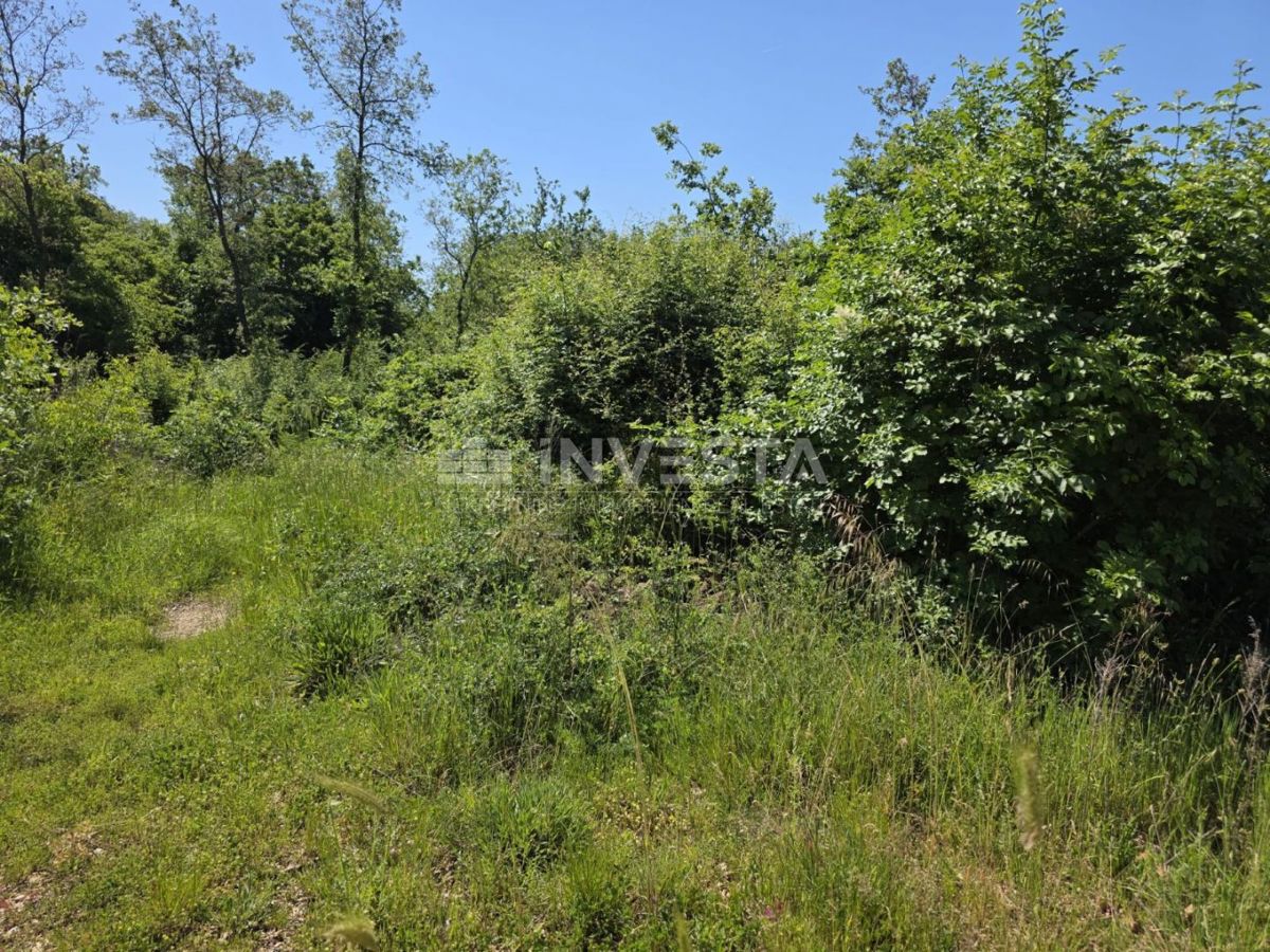 Območje Fažane, Peroj, gozd 450 m od morja