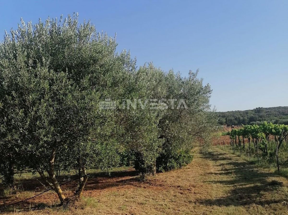 Rovinj, Popolna Lastnost za Počitek in Agriturizem