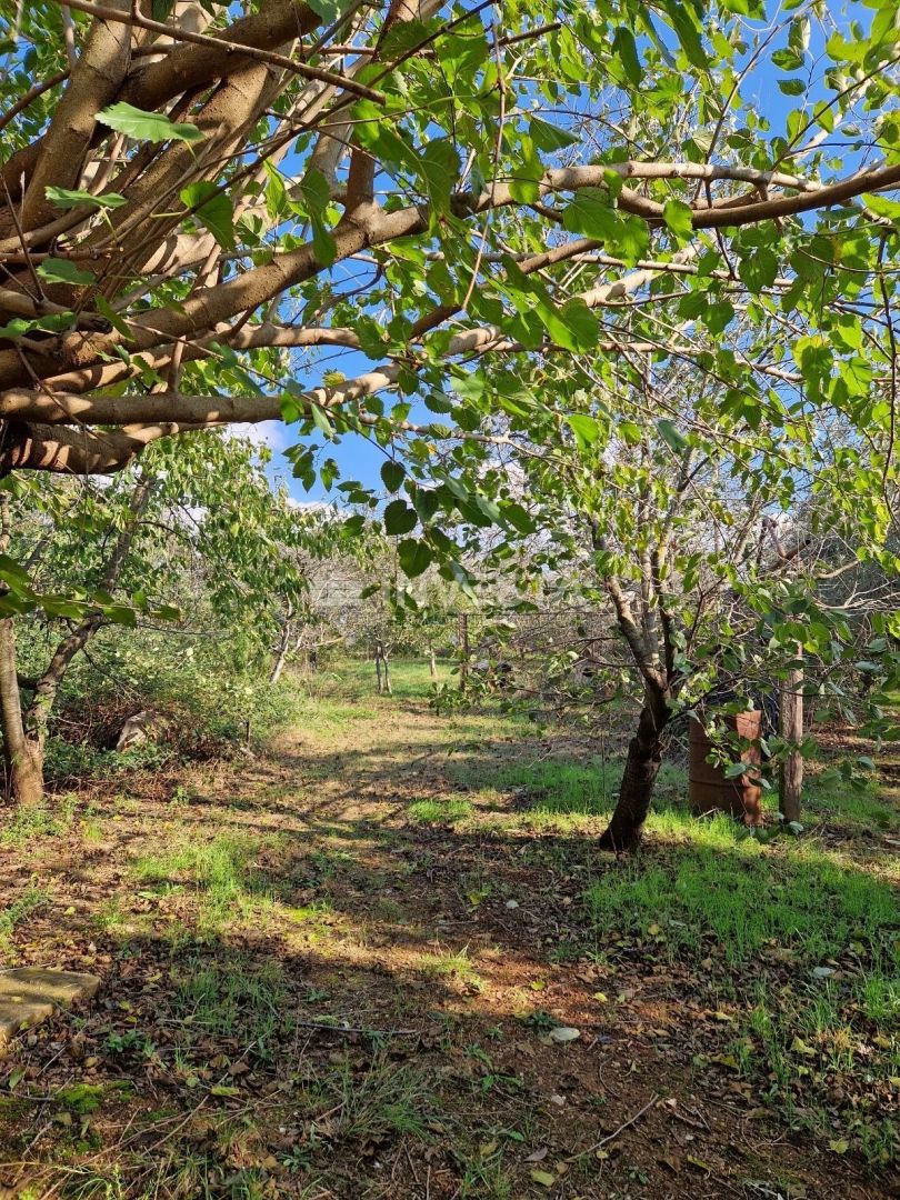 Pula, samostojna družinska hiša s 4 apartmaji in prostornim vrtom