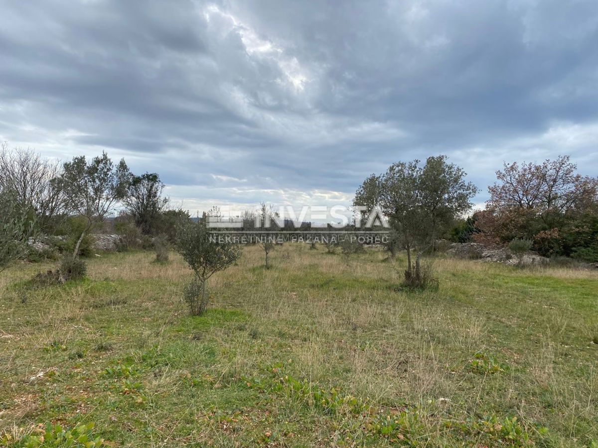 Fažana, oljčnik 2400 m2