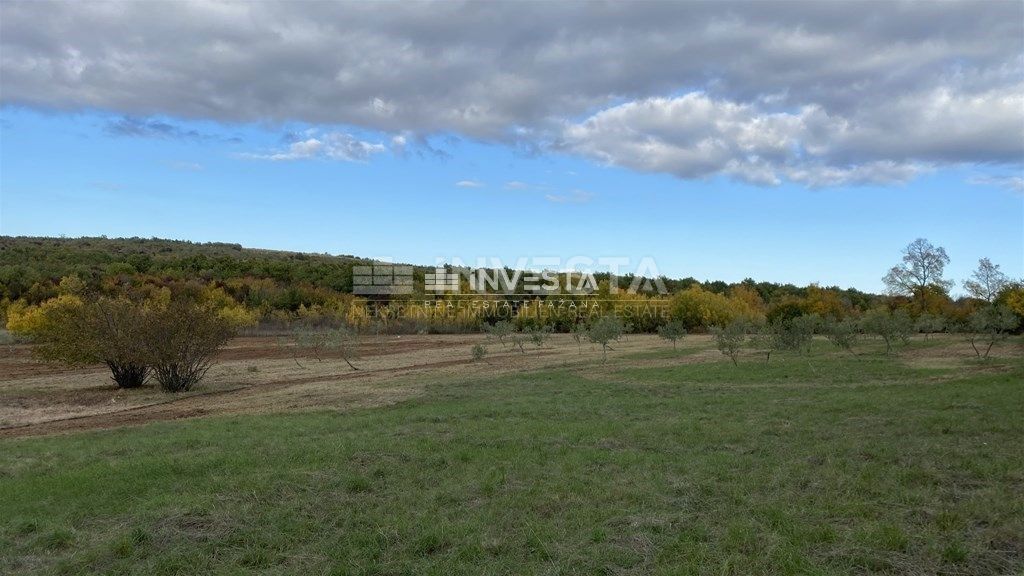 Okolica Svetog Lovreča, oljčni nasad 13300 m2