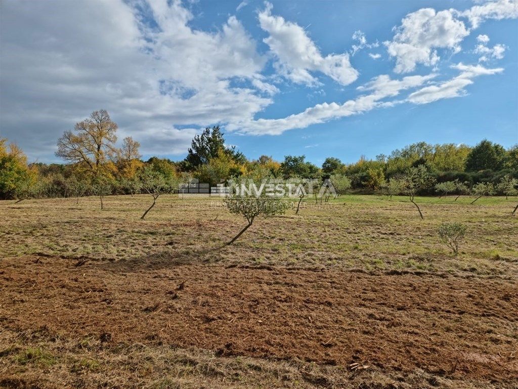Okolica Svetog Lovreča, oljčni nasad 13300 m2