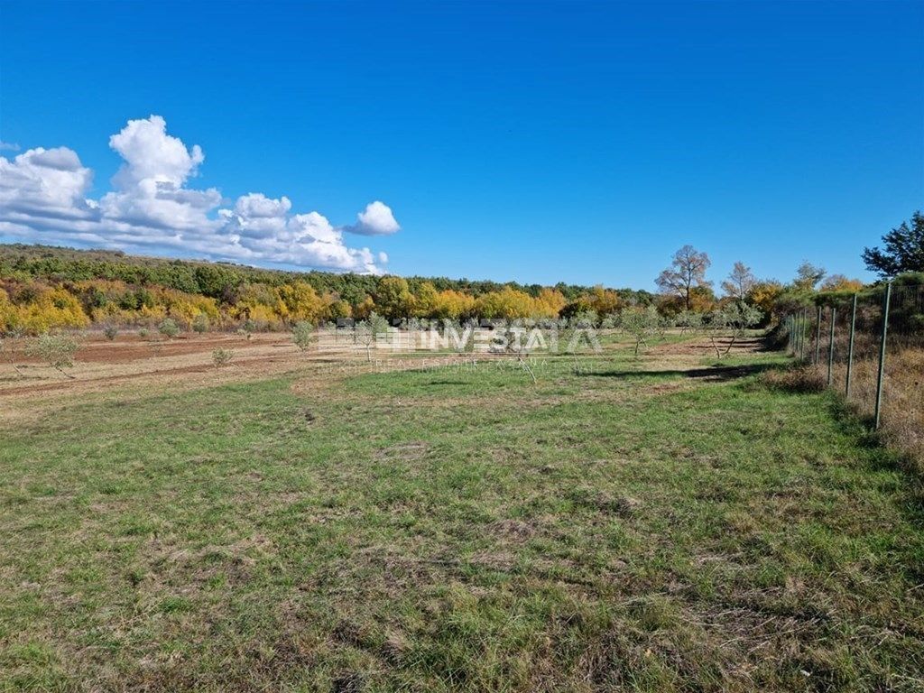 Okolica Svetog Lovreča, oljčni nasad 13300 m2
