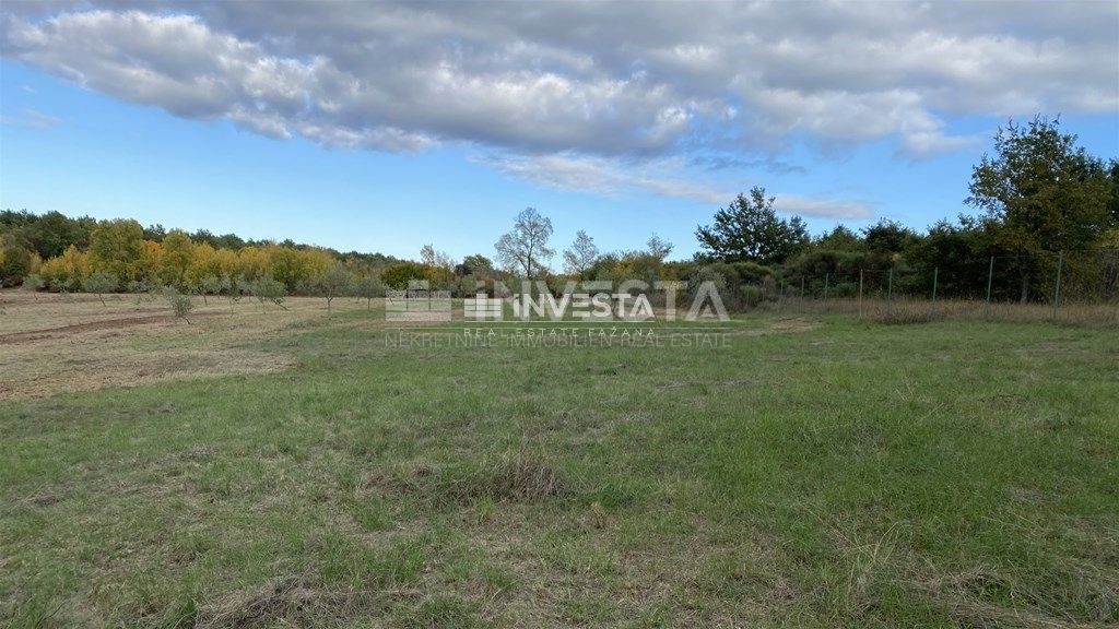Okolica Svetog Lovreča, oljčni nasad 13300 m2