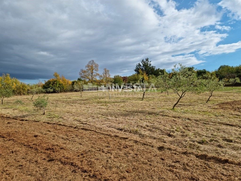 Okolica Svetog Lovreča, oljčni nasad 13300 m2
