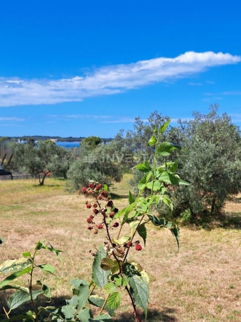 Fažana, oljčnik s pogledom na morje, 300 m od plaže