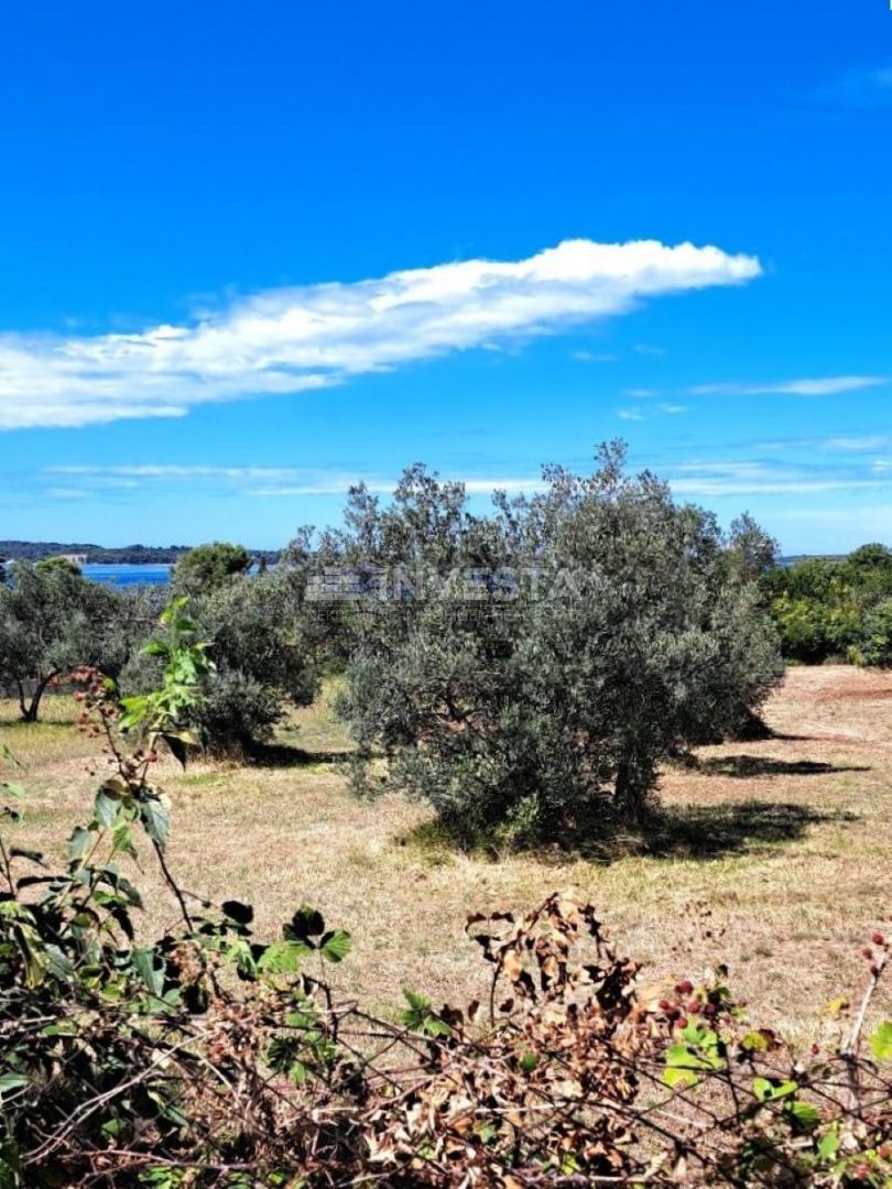 Fažana, oljčnik s pogledom na morje, 300 m od plaže