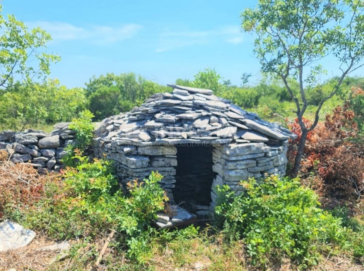 Oljčni nasad in gozd v Balah
