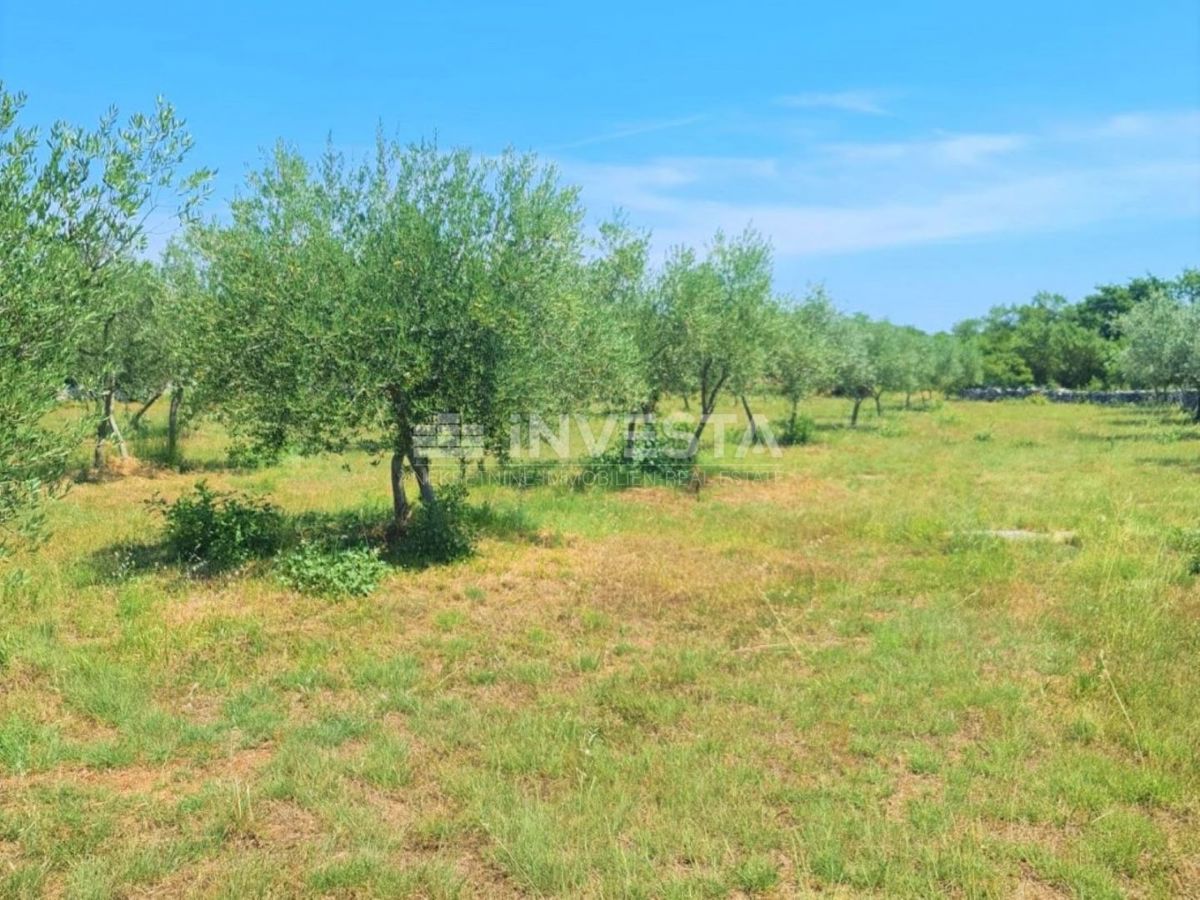 Oljčni nasad in gozd v Balah