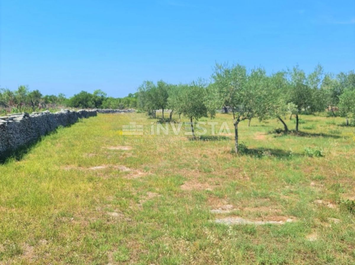 Oljčni nasad in gozd v Balah
