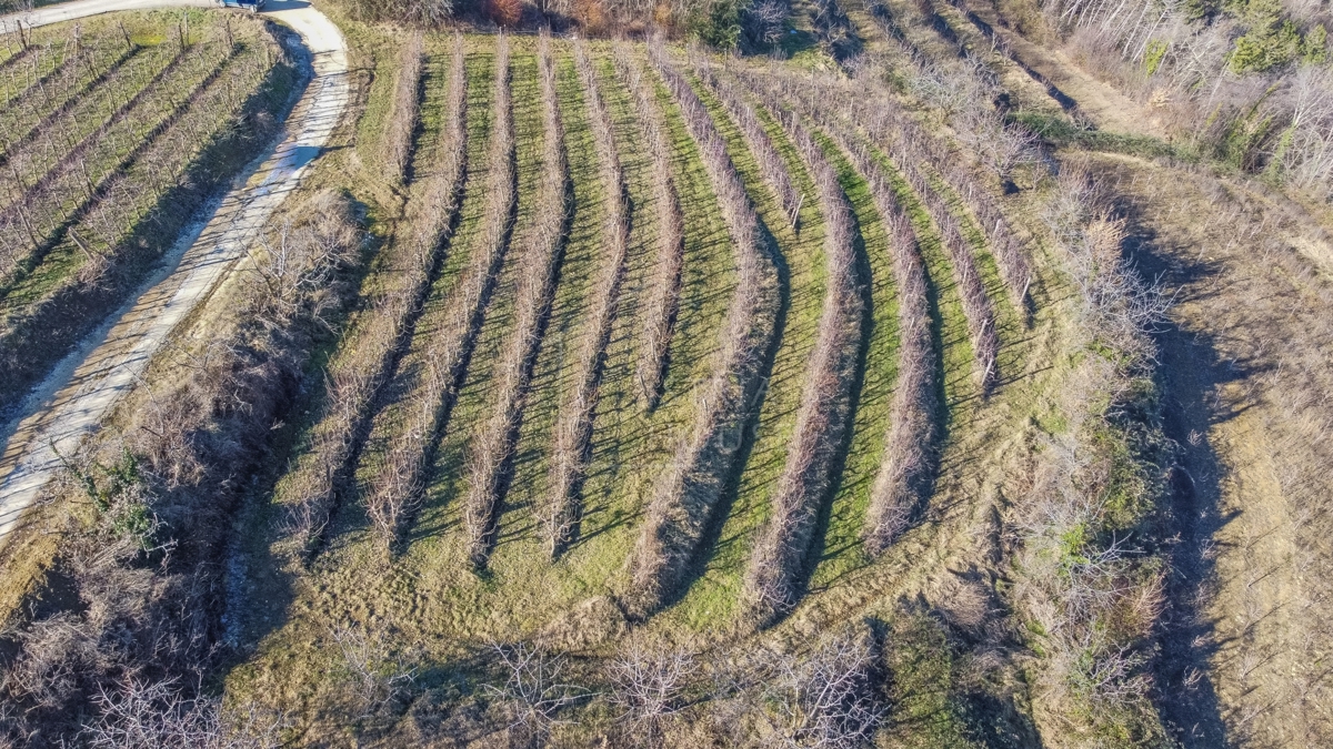 Motovun, okolica, gradbeno zemljišče z razgledom