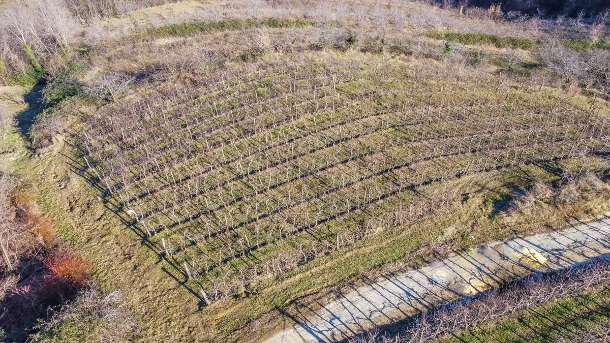 Motovun, okolica, gradbeno zemljišče z razgledom