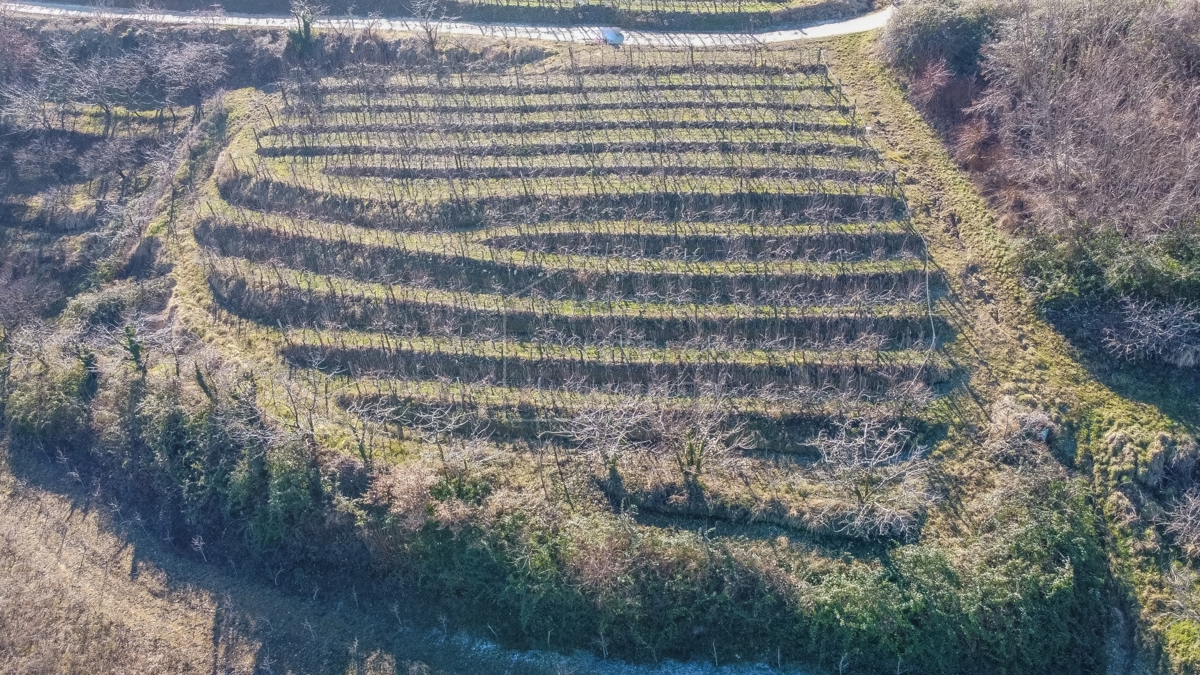 Motovun, okolica, gradbeno zemljišče z razgledom