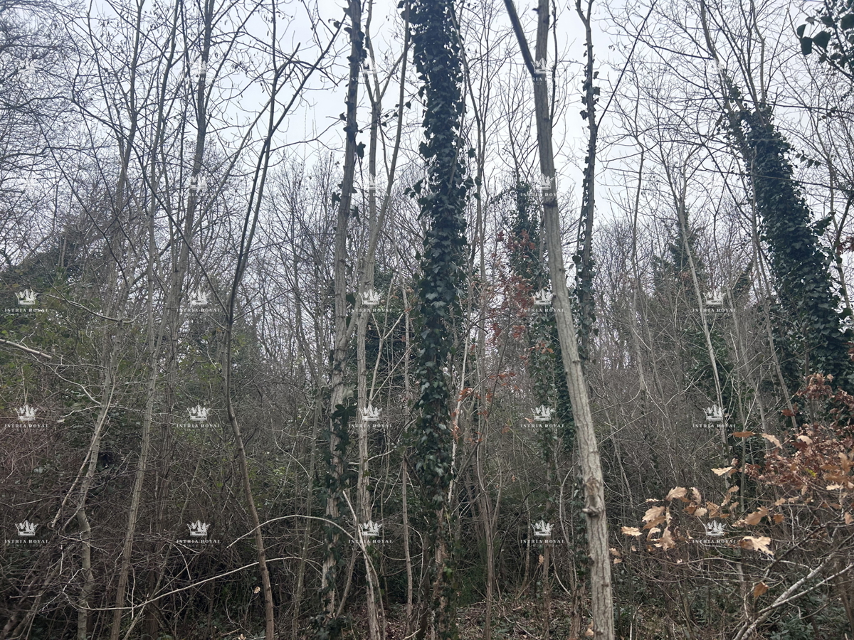 Istra, Materada, kmetijska parcela, gozd, vinograd 25.264 m2