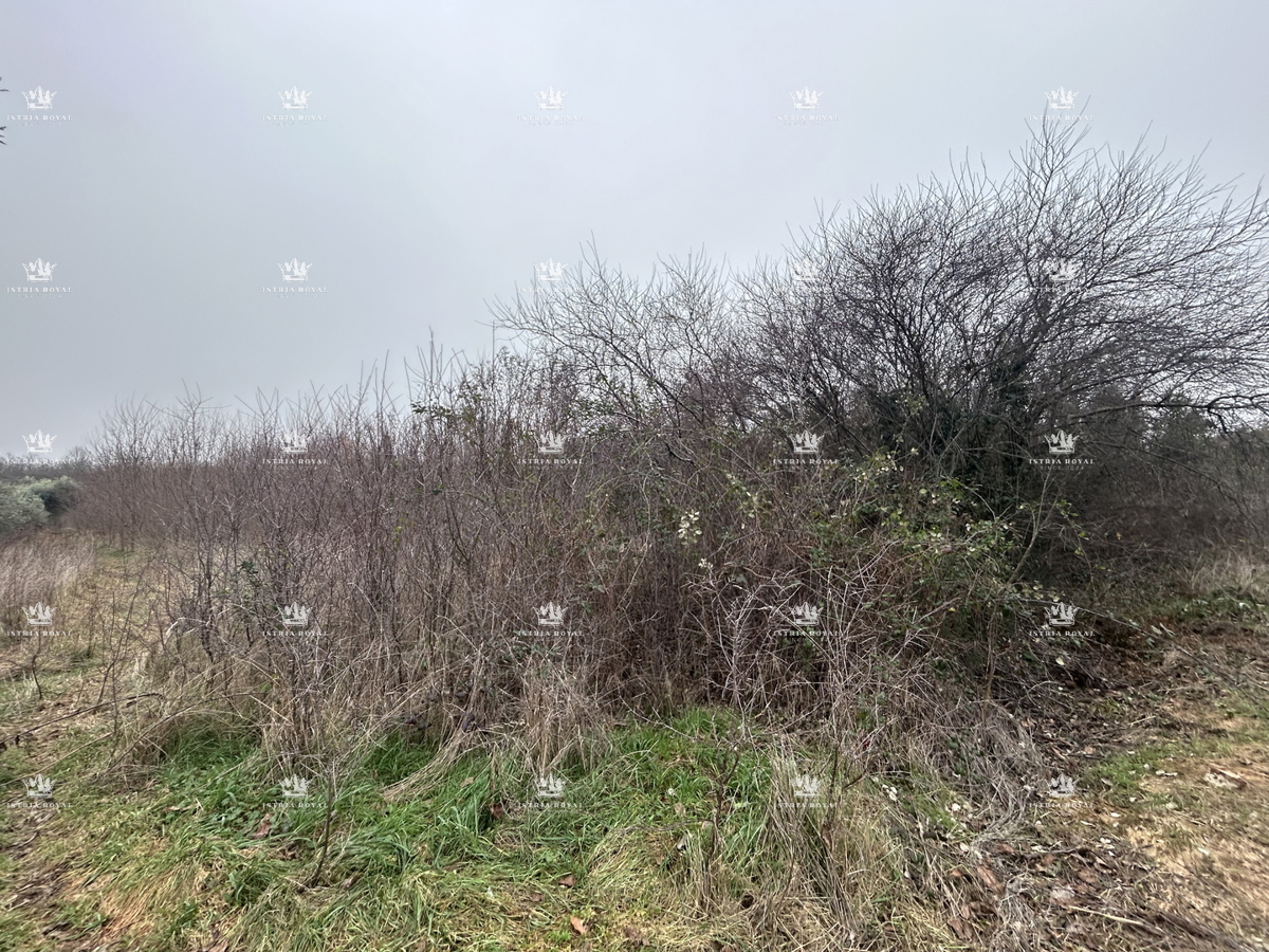 Istra, Materada, kmetijska parcela, gozd, vinograd 25.264 m2