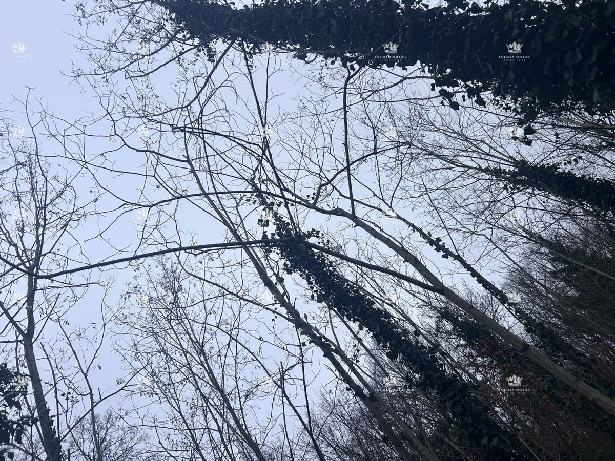 Istra, Materada, kmetijska parcela, gozd, vinograd 25.264 m2