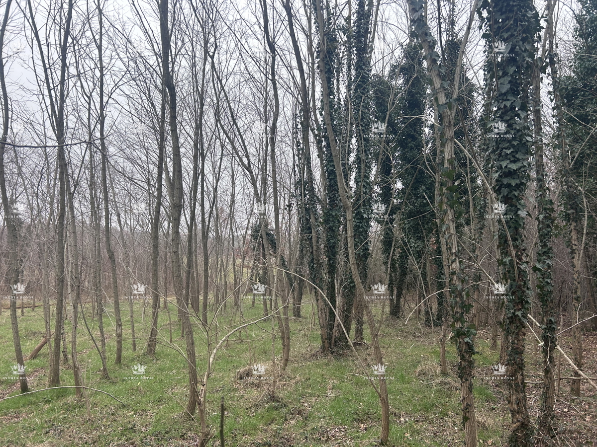 Istra, Materada, kmetijska parcela, gozd, vinograd 25.264 m2