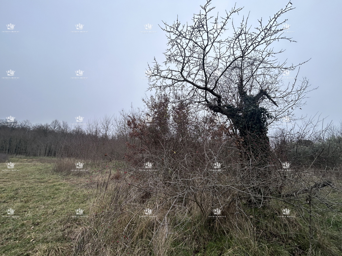 Istra, Materada, kmetijska parcela, gozd, vinograd 25.264 m2