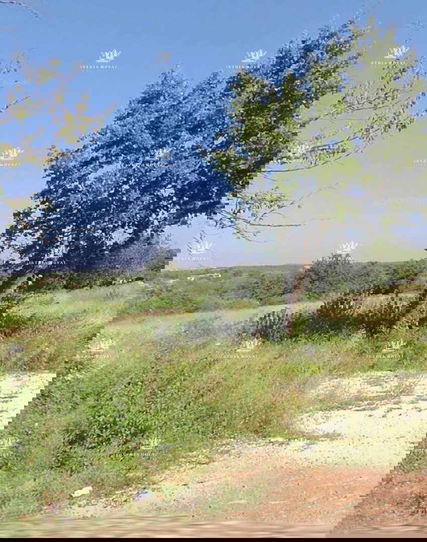 Istra, Murine, gradbena parcela 575 m2, prodaja