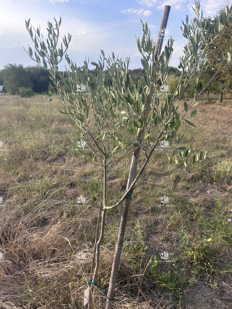 Umag, Materada, maslenik 4500 m2, 110 oljk