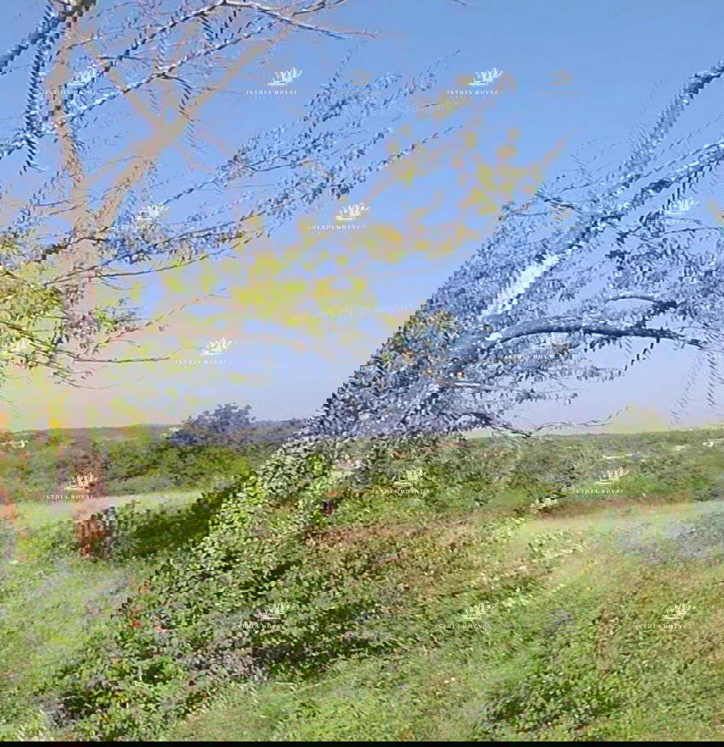 Istra, Murine, gradbena parcela 568 m2, prodaja