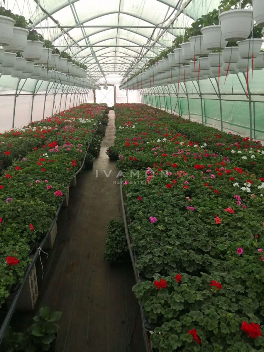 Kmetijsko zemljišče s 3 rastlinjaki