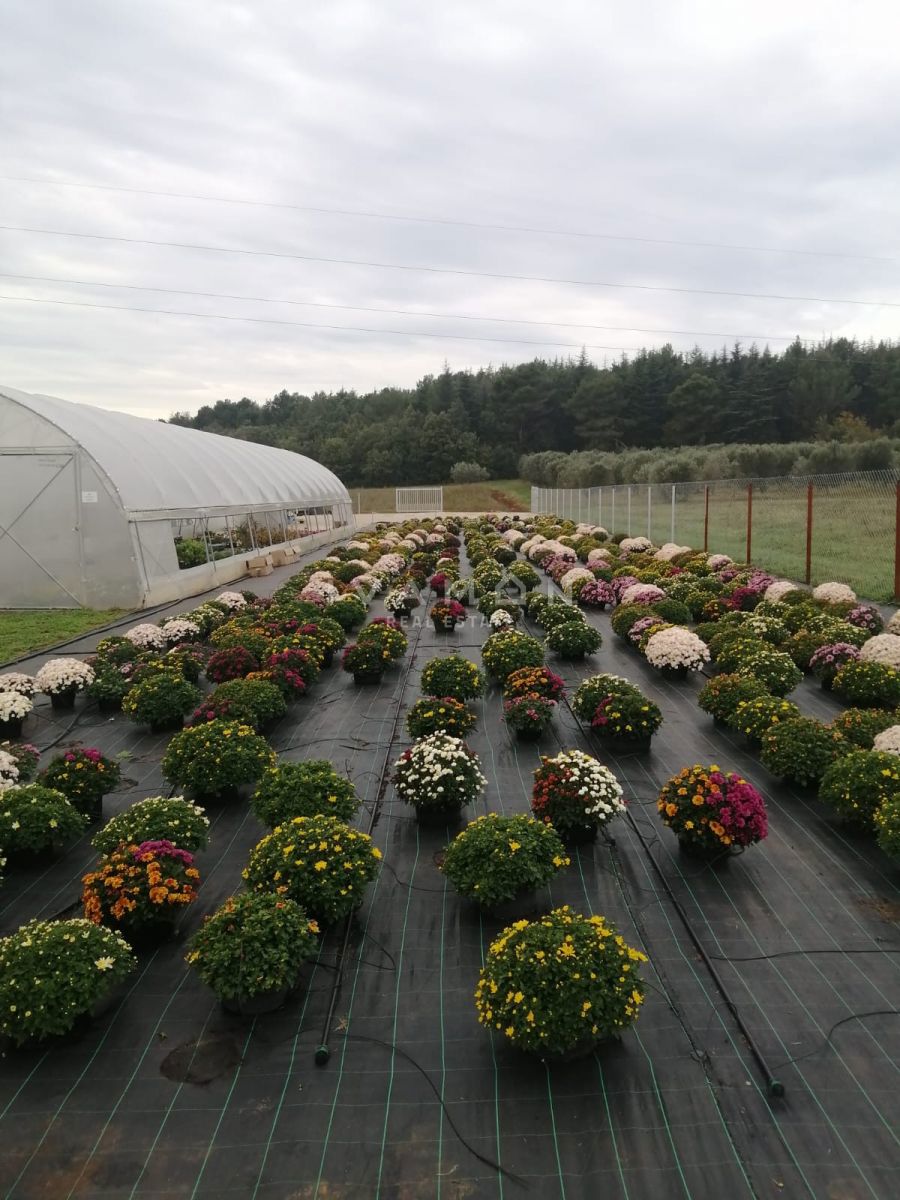 Kmetijsko zemljišče s 3 rastlinjaki