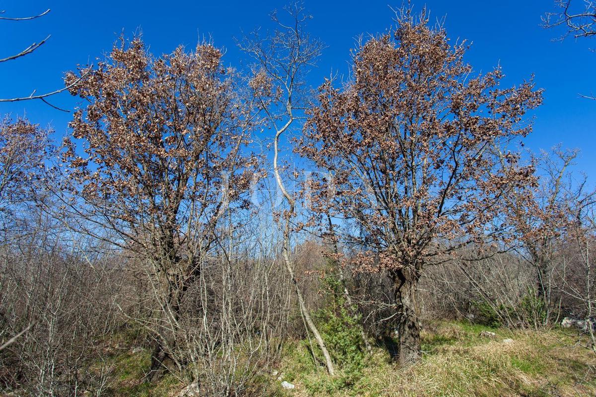 Veliko neurbanizirano zemljišče v bližini mesta Krk 