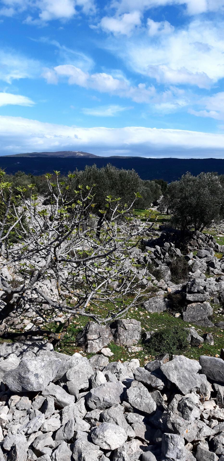Krk - oljčni nasad ob morju s pogledom na morje