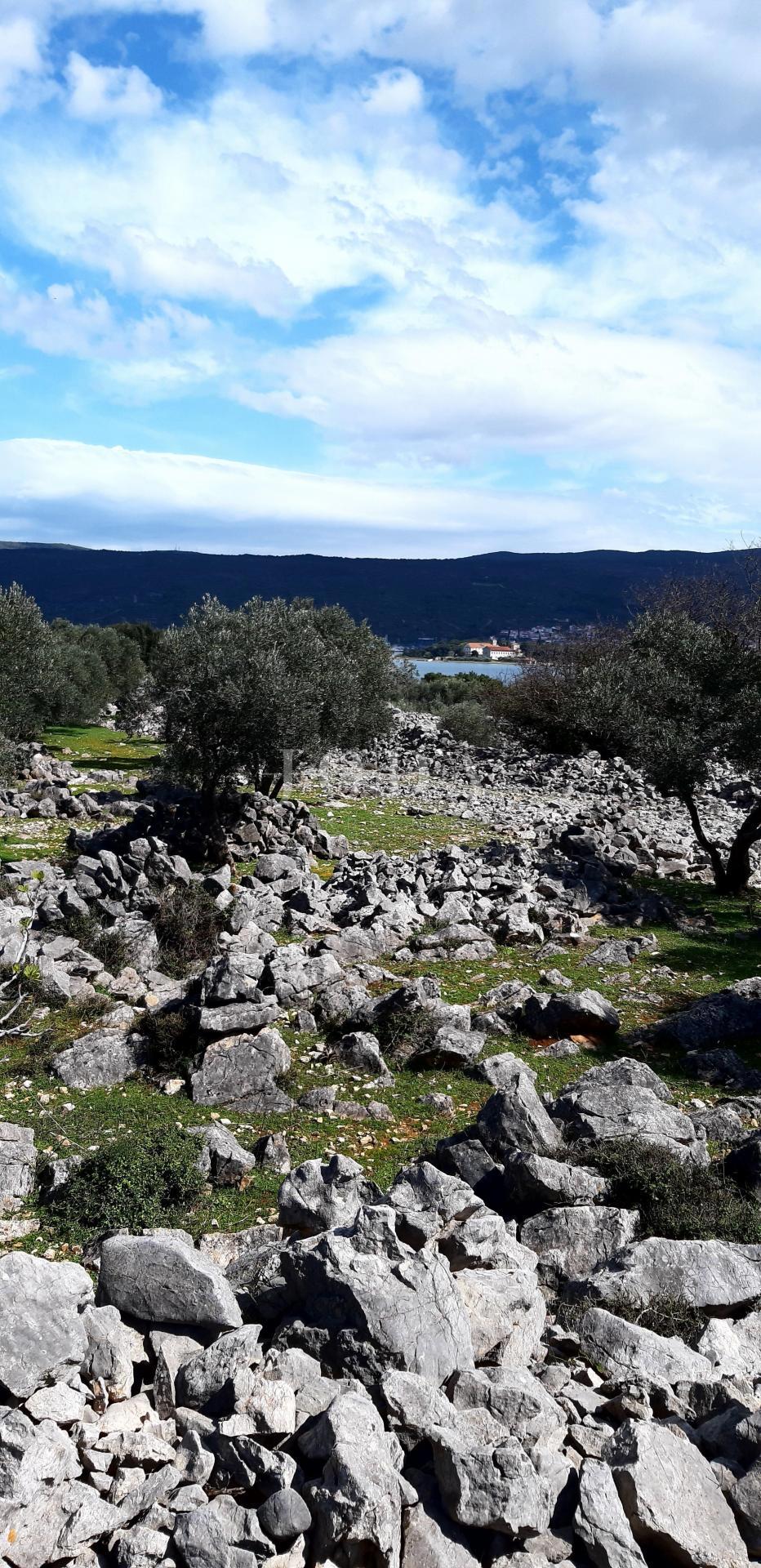 Krk - oljčni nasad ob morju s pogledom na morje