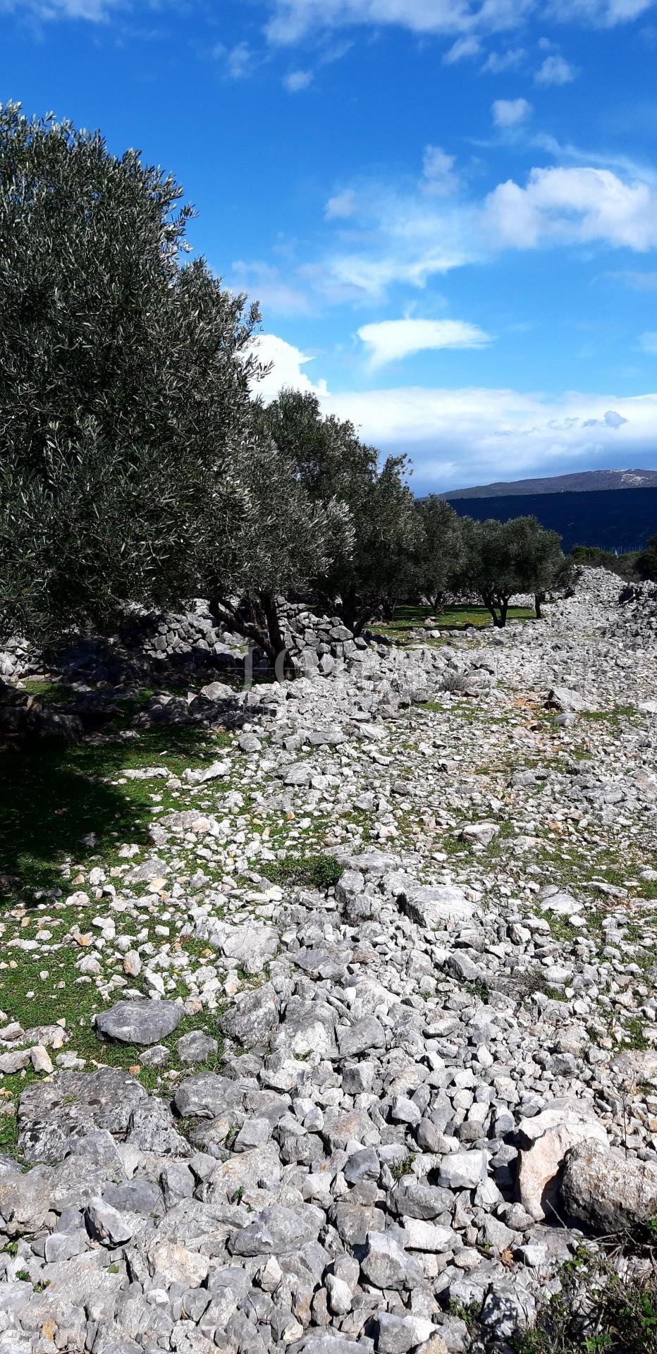 Krk - oljčni nasad ob morju s pogledom na morje