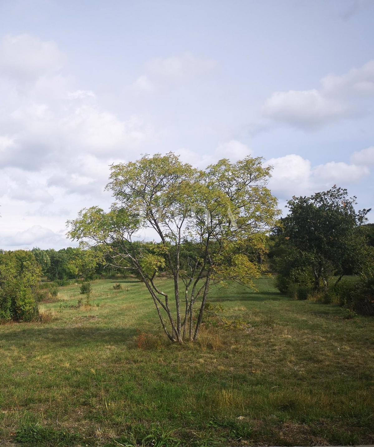 Zemljišče Cerovlje, 12.800m2