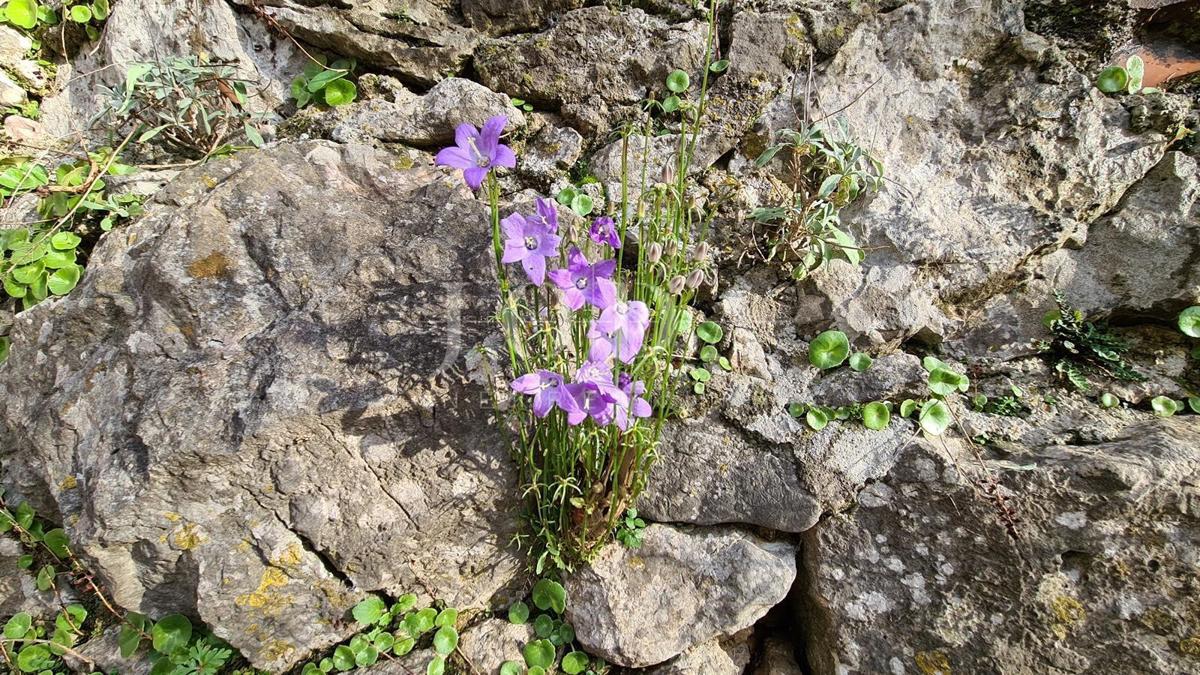 Kamnita vila na skali nad morjem, Vrbnik, otok Krk