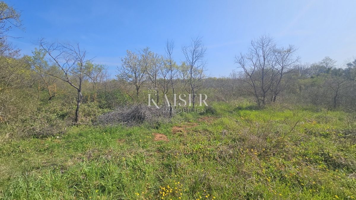 Umag, območje Istre, kmetijsko zemljišče ob glavni cesti