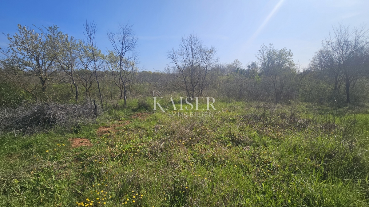 Umag, območje Istre, kmetijsko zemljišče ob glavni cesti