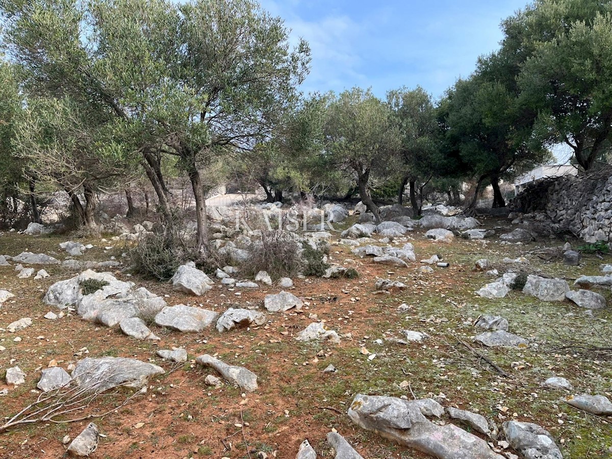 Otok Pag, Lun - edinstveno gradbeno zemljišče z oljčnim nasadom