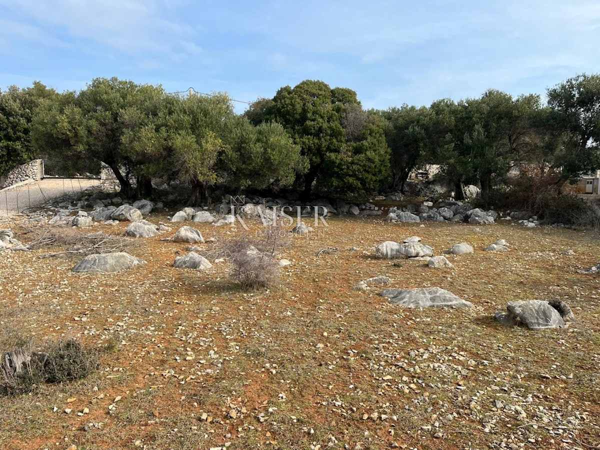 Otok Pag, Lun - edinstveno gradbeno zemljišče z oljčnim nasadom