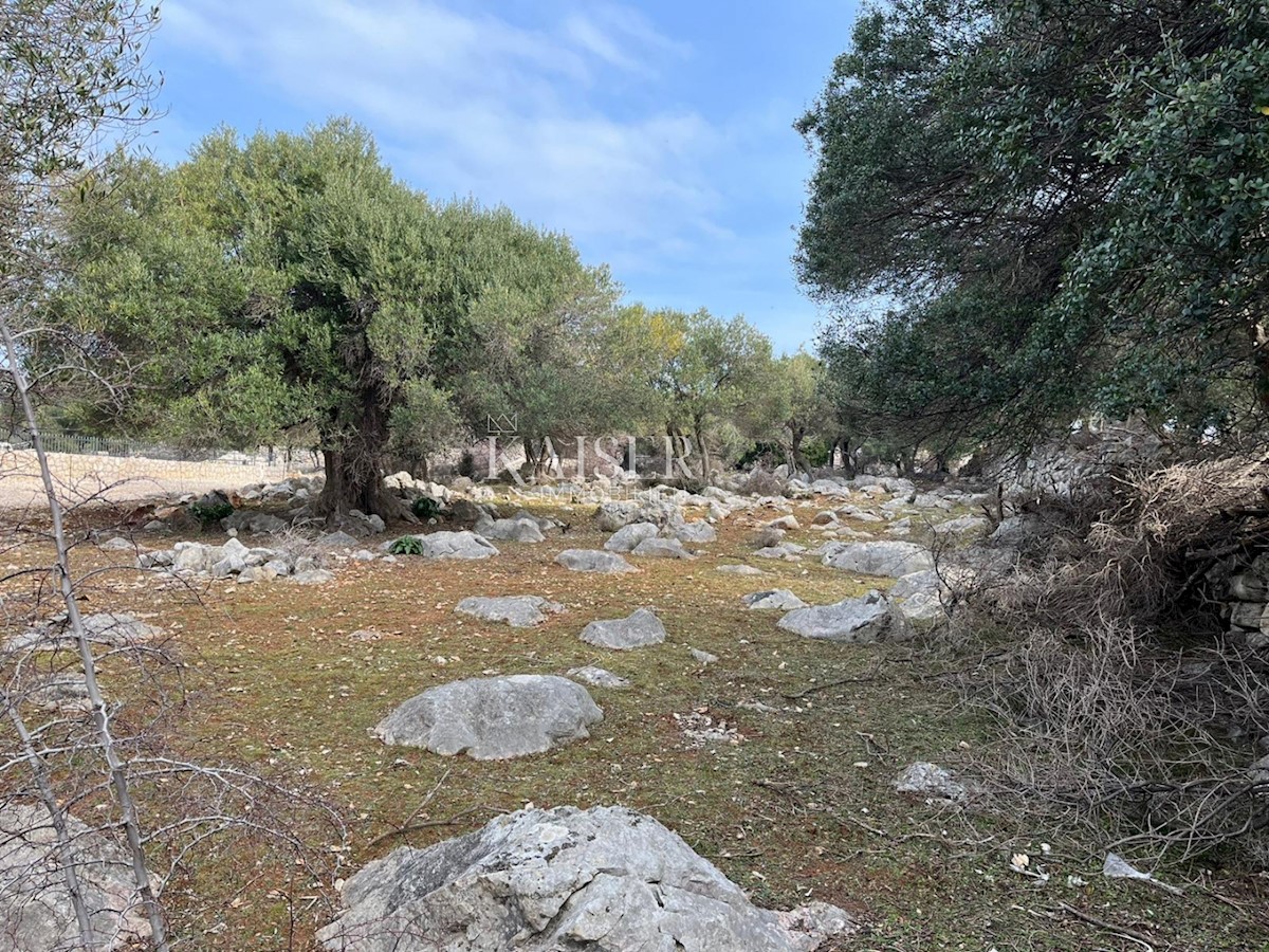 Otok Pag, Lun - edinstveno gradbeno zemljišče z oljčnim nasadom