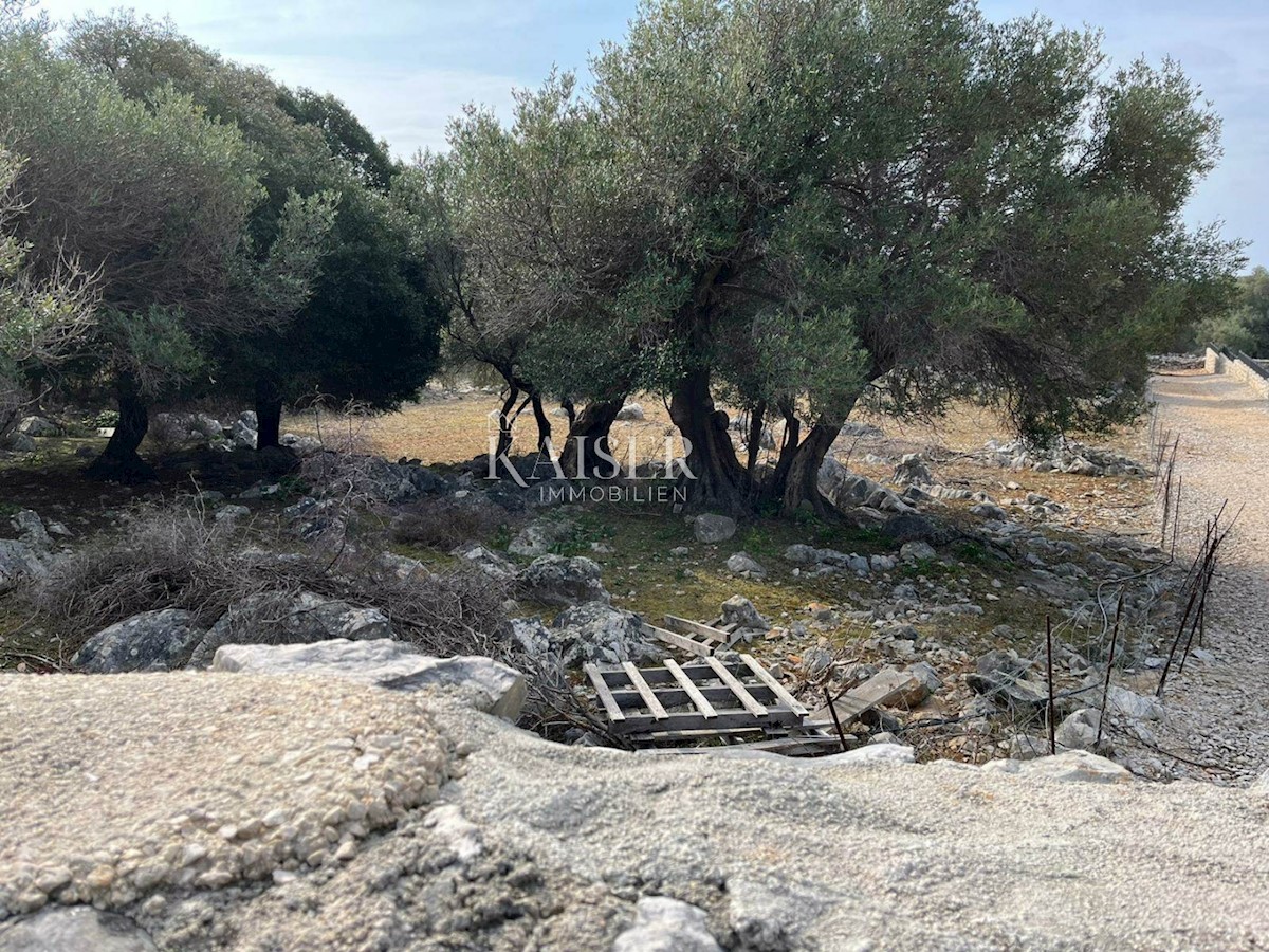 Otok Pag, Lun - edinstveno gradbeno zemljišče z oljčnim nasadom