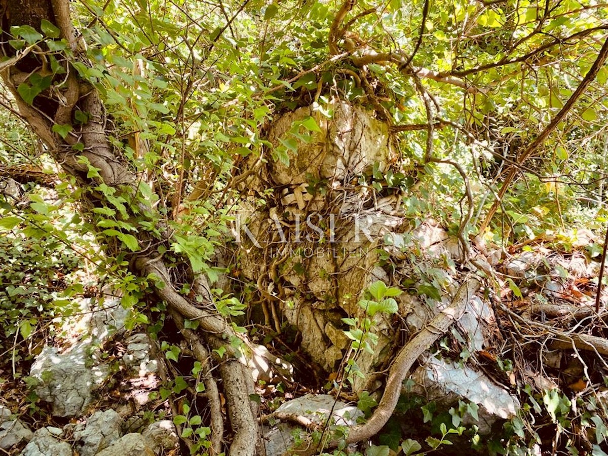 Istra, Labin - posestvo s hišami, 30000m2