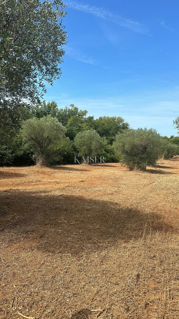 Istra, Bale - Stoletni oljčni nasad velik 3000 m2 ob cesti Bale–Rovinj