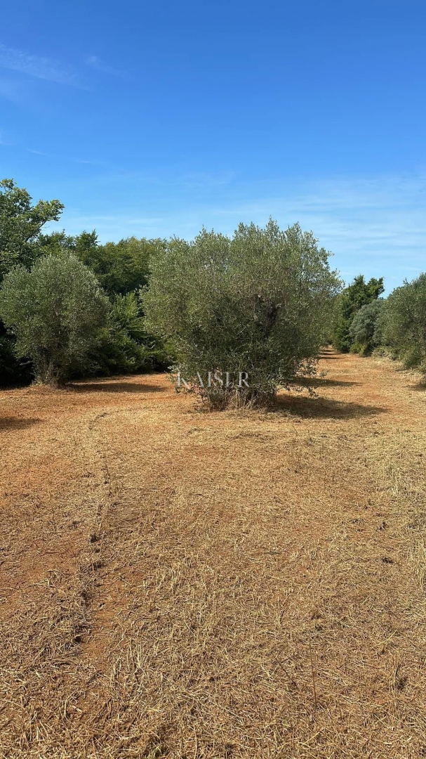 Istra, Bale - Stoletni oljčni nasad velik 3000 m2 ob cesti Bale–Rovinj