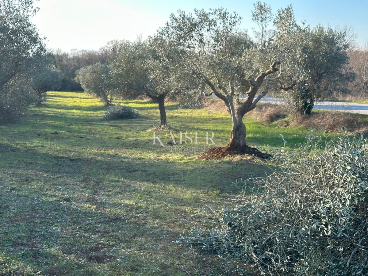 Istra, Bale - Stoletni oljčni nasad velik 3000 m2 ob cesti Bale–Rovinj