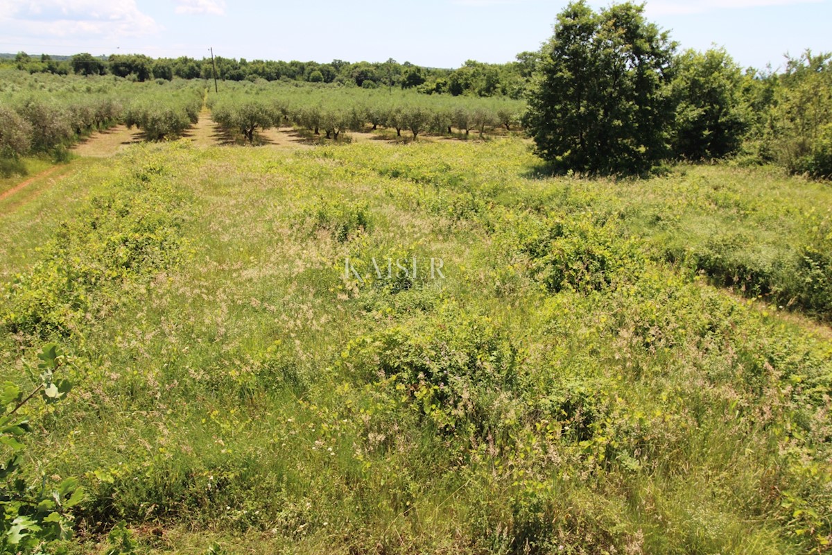 Istra - Poreč, gradbeno zemljišče 500 m do morja, T1 cona