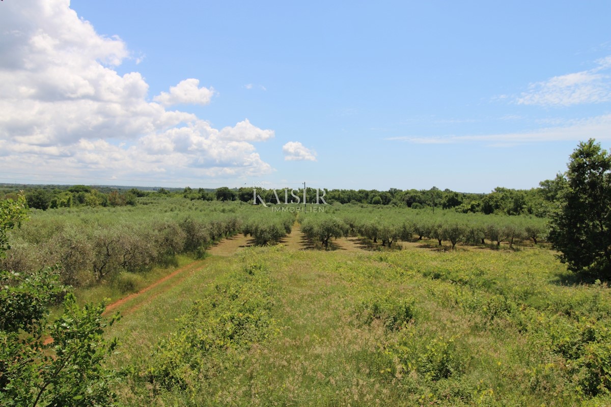 Istra - Poreč, gradbeno zemljišče 500 m do morja, T1 cona