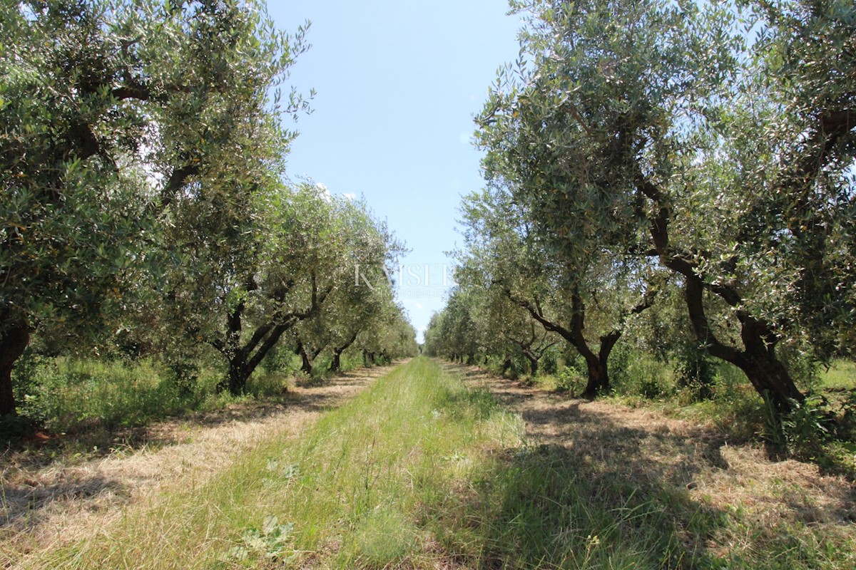 Istra - Poreč, gradbeno zemljišče 500 m do morja, T1 cona