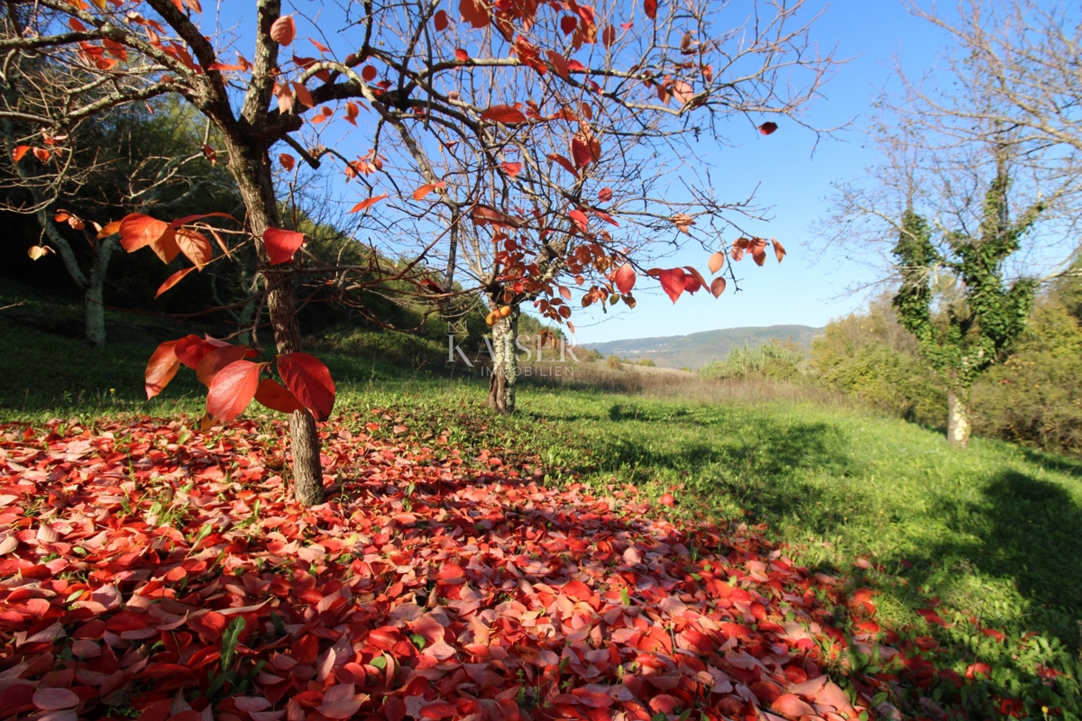 Istra - Motovun, kmetijsko zemljišče, pogled na Motovun