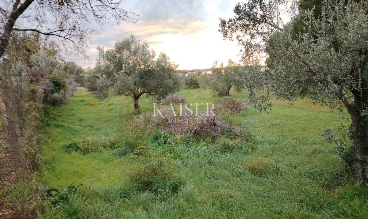 Istra, Fažana - kmetijsko zemljišče s pogledom na morje