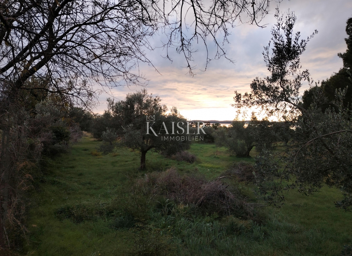 Istra, Fažana - kmetijsko zemljišče s pogledom na morje