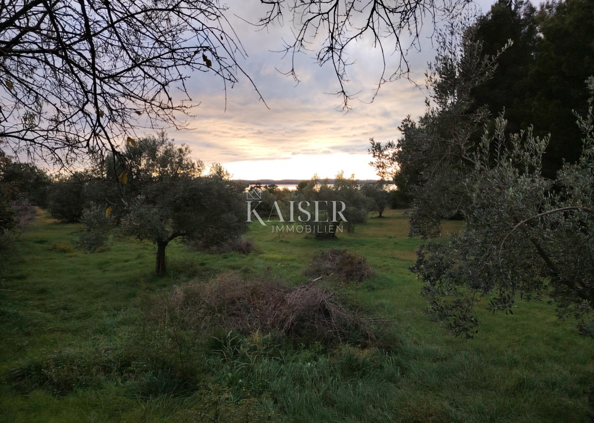 Istra, Fažana - kmetijsko zemljišče s pogledom na morje